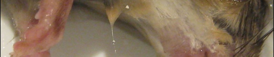 atomtest-maus-in-eimer-wasser-in-hochsicherheitslabor-kueche-amzion7-gefallen-eigene-schuld