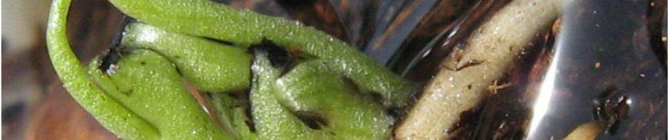 kressetest-statt-stresstest-amzion7-ibiza-bohne-keimt